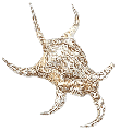 Sccorpian Chiagra