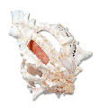 Multi Cut Pink Murex 3-4"