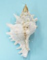 Small Glitter White Murex Ornament