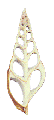 Cut Tibia 3"+
