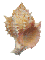Pink Murex