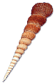 Turtella Terebra