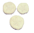 1" Sea Cookies come in Basket of 50 pieces