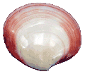 Polished Tegrina Clam Half