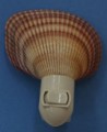 Cardium Nightlight