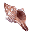 Fox Shell Large