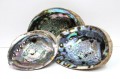 Blue/Green Abalone Shell