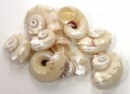 Pearl Delphina Shell 1-1.5"