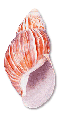 Fairyland Snail 2.5"-3"