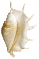 Scorpion Turncata