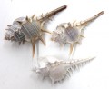 Spiney Murex 2-3"