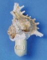 Ramosa Murex Nightlight