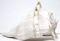 Left Hand Whelk