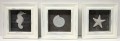 White Sealife Shadow Box (Set of 3)
