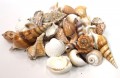 Large Indian Mix 1kg Seashells