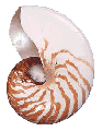 Natural Nautilus