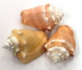 2-3" Fighting Conch Seashells ( 1 KILO )