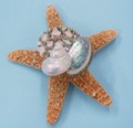 Sugar Starfish Collage Magnet 3-4"