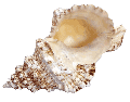 Frog Shell