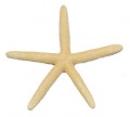 White Finger Starfish