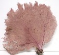 10-15" Haition Sea Fan