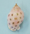 Small Spotted Bonnet Ornanment