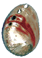 Polished Red Abalone