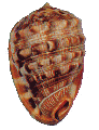 Cameo Seashell