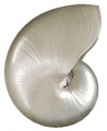 Pearl Nautilus