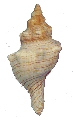 Fox Shell Small
