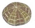 Alfonso Sea Urchin 3-4