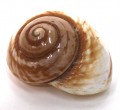 Polished Brown Land Snail Shell 3 "+