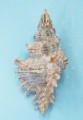 Small Glitter Brown Murex Ornament
